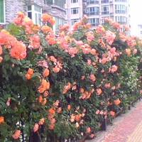 北京世纪城二期图片