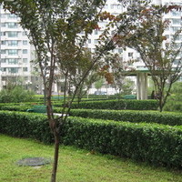 北京北苑家园绣菊园图片