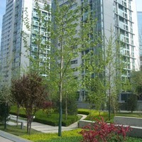 北京华贸中心公寓图片