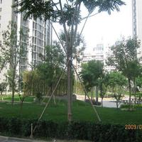 北京金泰城.丽湾图片