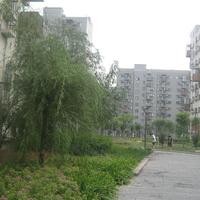 北京苹果派图片