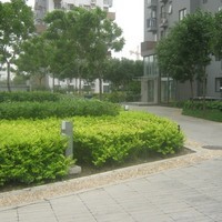 北京苹果派图片