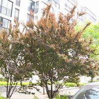 北京柏林爱乐三期图片