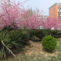 北京流星花园三区图片