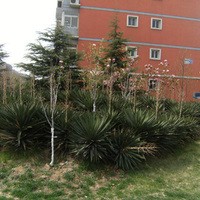 北京流星花园三区图片