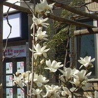 北京双裕花园图片