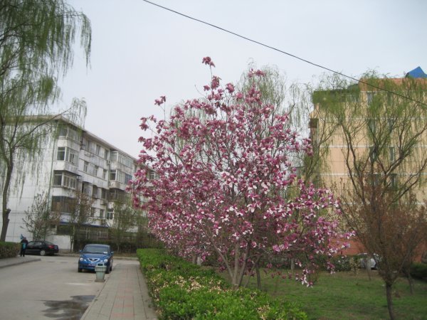 北京温泉花园图片