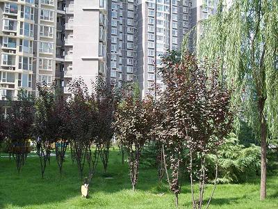 北京国美第一城图片