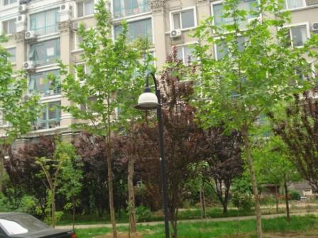 北京天通苑东一区图片