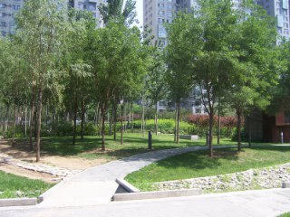 北京苹果社区图片