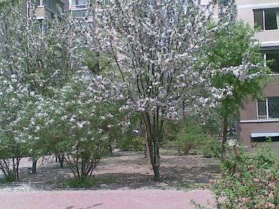 北京天通苑西一区图片