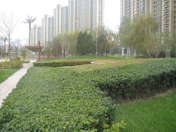 北京世茂奥临花园图片