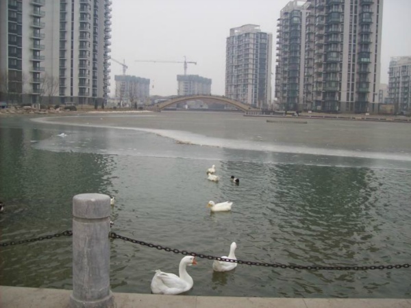 北京顺驰领海图片