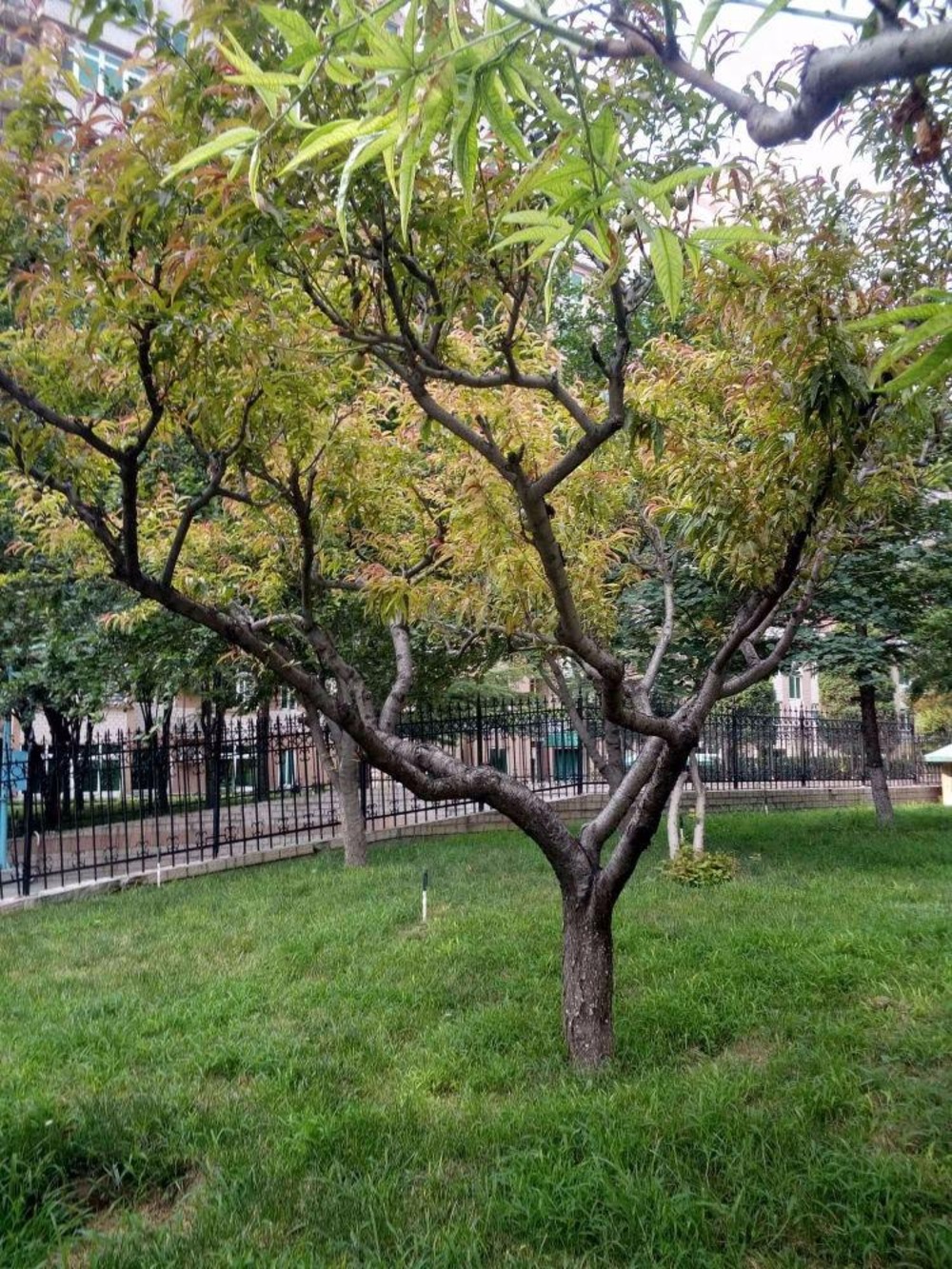 北京远大园一区二手房房源图片