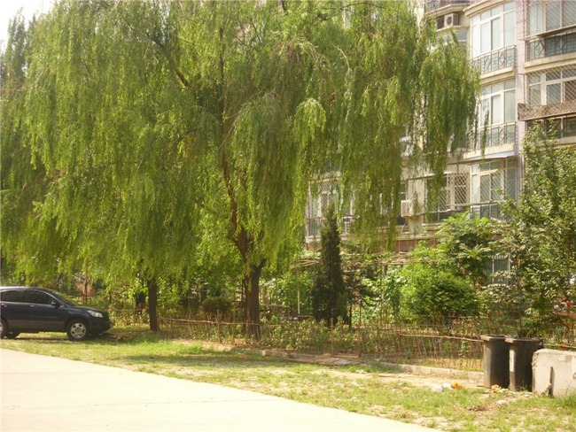 北京隆盛园东区图片