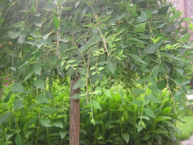 北京北京香颂图片