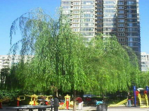 北京天通苑图片