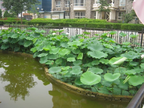 北京圣馨大地家园图片