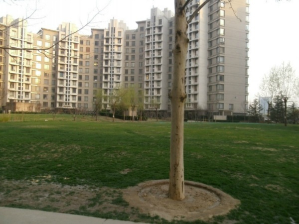 北京公园大道图片