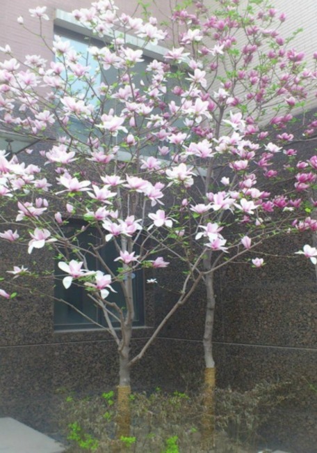 北京逸翠园图片