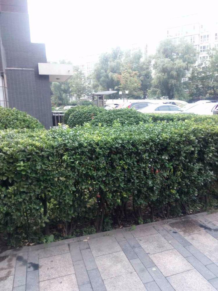 推推99北京房产网城市出品出租房房源图片